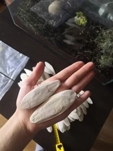 Cuttlefish Products Birds Tortoise Bone Chew-Toy Parrot Health-Care for Pet-Budgie Reptiles