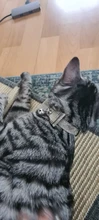 Bowtie Cat Collar Charm Safety Break Away Nylon Necktie Collar for Cats Bell Leather
