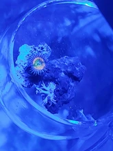 Potted Aquarium-Accessories Glass-Pot Planting-Cylinder Crystal Fish-Tank Nicrew Polka-Water