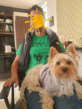 Camiseta de algodón para hombre, camisa de manga corta con estampado de gato Schrodinger, informal, The Big Bang Theory, Verano 2017, #247