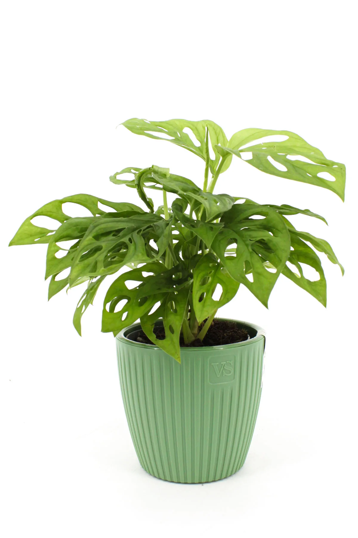 Монстера манки лиф. Монстера манки маск размножение. Монстера obliqua leichtlinii. Монстера адансона манки маск. Монстера манки лиф.