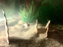 Grass-Ornament Decoration Viewing-Decor Aquarium-Plants Aquatic Fish-Tank Water-Weeds