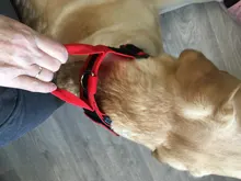 Necklace Name-Tags Dog-Collar KOMMILIFE Personalized For Dogs Nylon with Explosion-Proof