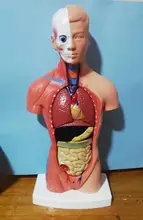 Torso humano cuerpo modelo de anatomía, anatómico médico los órganos internos para la enseñanza Dropshipping. Exclusivo.