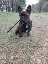 Arnés de perrito arneses de perro mascota reflectante para perros Bulldog francés Chihuahua ajustable perro de Seguridad entrenamiento chaleco para andar sin tirones