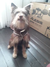 Ropa de invierno cálida para perros, chaleco reflectante para cachorros, chaqueta polar cómoda para mascotas, abrigo para perros pequeños, medianos y grandes, 2020