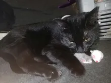 Pet-Toys Tail-Mice False-Mouse Sound Cat Real-Rabbit-Fur 5pcs Soft with for Dogs Long-Haired