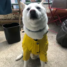 Abrigo para perros, chaqueta impermeable para perros pequeños, medianos y grandes, impermeable, sudaderas deportivas para perros, ropa de moda para mascotas