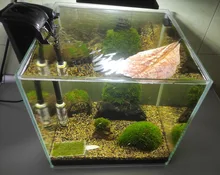 10pcs high quality Natural Terminalia Catappa Leaves,Indian almond Lour tree Olive leaf