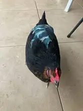 Apron Hen-Saddle-Apron Chicken-Protector Poultry Dress Adjustable