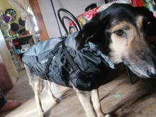 Pet-Dog-Clothes Clothing Walking-Harness Dogs Outdoor Waterproof Large Winter Medium