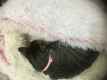 Cat Bed Cushion House Sofa Pet-Bed Small Plush Round Warm Best Soft for Dogs Nest