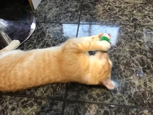 Juguete artificial de plástico para gatos y mascotas, palo con pluma de colores, varita con campana, jaula de ratón, señuelo, color al azar, 1 ud.