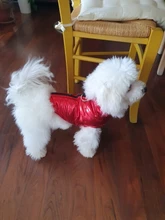 Coat Jacket Vest Bulldog-Clothing Puppy Dogs-Chihuahua French Waterproof Large Winter