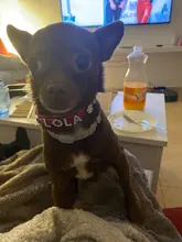 Collar personalizado con hebilla para perros y gatos, Collar personalizado con letras y diamantes de imitación para perros pequeños y medianos