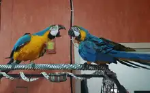 PipiFren Cuttlefish Bone Bird Toys For Parrots Budgie And sepia Pets Perch Parakeet Cockatiel