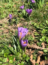 Bolso cruzado pequeño de PU a la moda para mujer, Mini bandolera de hombro de cuero para niña, billetera bonita para teléfono, monedero con solapa y cremallera