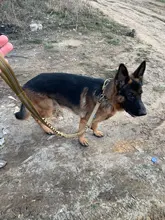 Collar táctico para perro, conjunto de correa ajustable para mascotas, entrenamiento militar al aire libre, caza, liberación rápida, perros medianos y grandes, Pastor Alemán