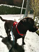 Led-Light Backpack Harness Collar Truelove Safety for Pet-Wear with Water-Resistant And