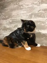 Pet Clothing Costumes Coat Kitten-Outfits Yorkshire Puppy Winter Warm Autumn for Chihuahua