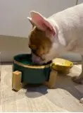 Ceramic-Bowl Product-Supplies Wood-Stand Water-Food-Feeder Animal Small Pet-Feeding For Puppy