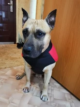 Dog-Jacket Puppy Dogs French Bulldog Waterproof Vest Hoodies Pet-Dog Small Winter Large