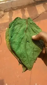 

Herbal Dried Betel Leaves (Piper Betel) 50 Leaves
