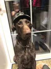 Sombrero para mascotas con agujeros para las orejas, gorra de béisbol ajustable para perros medianos pequeños, gorro para perro, para exteriores, senderismo, productos para mascotas