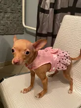 Cat Dress Shirt Summer Pet-Puppy Spring Small Dog Stars-Design Bow 2-Colours Apparel