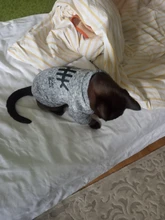 Invierno ropa para gato mascotas ropa de cachorros y perros sudaderas con capucha para pequeño mediano perros gato gatito Kitty trajes gatos abrigos chaquetas trajes