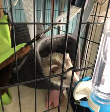 Hamster Tunnel Hammock Cage-Accessories Tube Ferret Toy Sugar-Glider Rat Small Animals