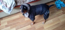 Coat Dogs-Clothing Dot-Pattern Winter Hooded Pet-Dogs New Xl To High-Quality
