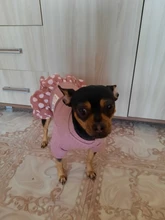 Dog-Dress Dogs-Skirt Yorkshire Summer Chihuahau Dot 