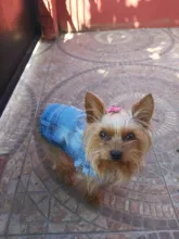 Dog-Vest Jacket Apparel Jeans Puppy Small Dogs Yorkshire Terrier Denim For Chihuahua