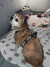 Pet-Harness Truelove Walk Padded Seat-Belt Handle Reflective-Dog Adjustable Small Soft