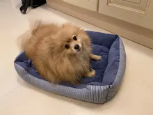 Bed Cushion Dog-Sofa-Bed Dog House Dogs Puppy Soft Large Waterproof Winter Cotton 