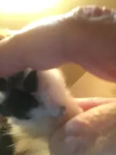 Cortadora de pelo para perros de compañía, recargable, para cachorros y gatos, SUMINISTROS DE ASEO con tijeras, novedad de 2021