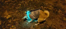 Dog-Collar Flashing Pet-Dog Glowing Night-Safety Rechargeable Luminous LED Usb