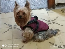 Bag Carrier Handbag Tote-Pouch Sling Puppy Pet-Dog-Cat-Sling Travel-Safe Outdoor Kitten