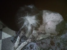 Shaver-Machine Grooming-Kit Pet-Hair-Trimmer Dogs-Clipper Horse-Animals Haircut Professional