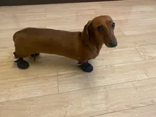 4 unidades/juego de zapatos de lluvia antideslizantes de Cachemira suave y cálida para mascotas, calzado suave a prueba de viento para perros y mascotas, zapatos impermeables antideslizantes