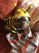 Overalls Sweaters Jacket Pet-Costume Yorkies Dogs Coat Small 