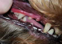 Raspador Dental ultrasónico, eliminador de cálculo Dental, herramientas de escalado Dental, raspador de dientes eléctrico portátil, pantalla inteligente, limpiador de dientes de agua