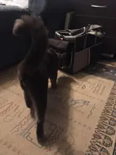 Handbag Tote Pet-Dog-Bag Traveling Portable Pet-Supplies Shoulder-Bag Oxford-Cloth