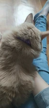 Collares de dibujos animados para perros y gatos, con campana, hebilla de poliéster ajustable, suministros para mascotas gatos, accesorios, Collar para perros pequeños, Chihuahua