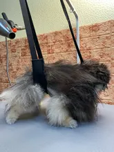Pet-Traction-Belt Pet-Supplies Dog-Harness Grooming Belly-Strap D-Rings Bathing-Band