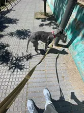 Collar táctico para perro, conjunto de correa ajustable para mascotas, entrenamiento militar al aire libre, caza, liberación rápida, perros medianos y grandes, Pastor Alemán