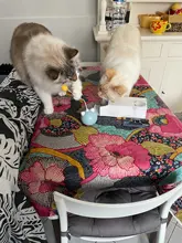 Toy Cat-Toy Ball-Rolling Productos Interactive Electric Colorful Automatic Para Led Ear