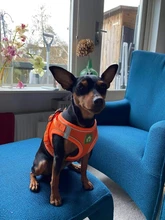 Reflectante cachorro gato arnés chaleco caminar perro ajustable Collar de gatito de malla de poliéster arnés para pequeño mediano perros