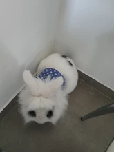 Harness Leash Pets-Accessories Bunny-Mesh Ferret Guinea-Pig Rabbits Hamster Vest Chest-Strap